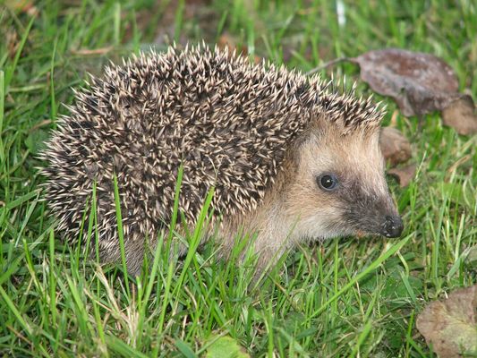 Igel auf einer Wiese